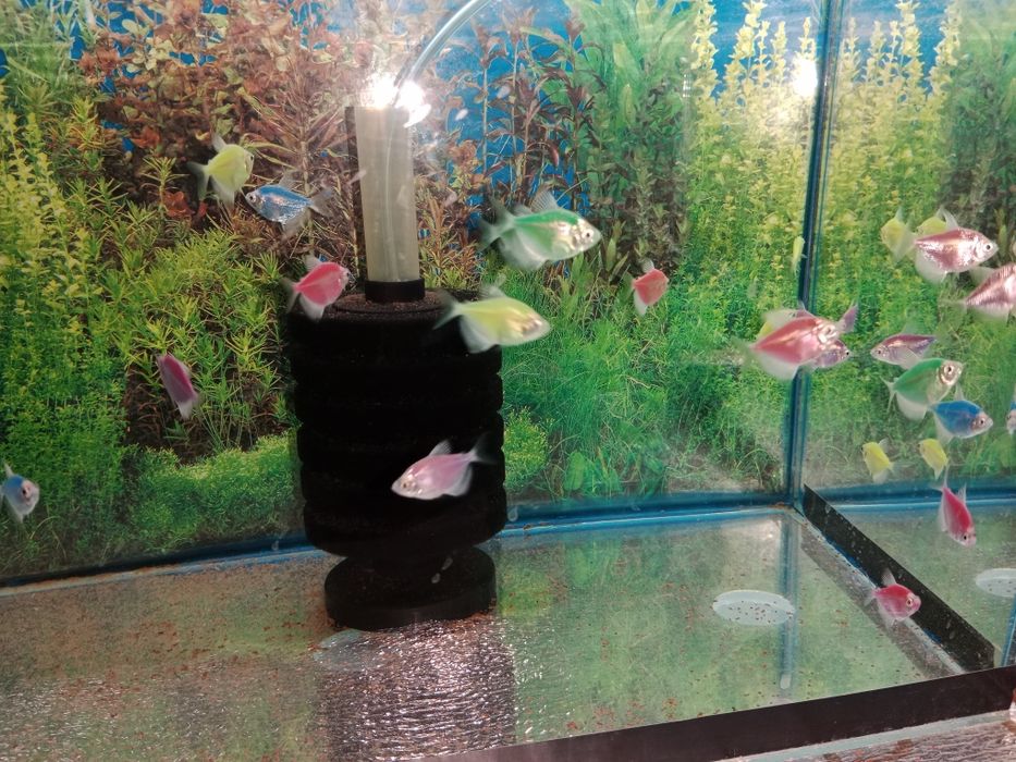 Тернеция гло фиш