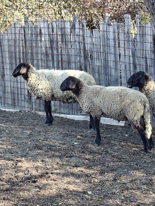 Vând oi, miele, berbec