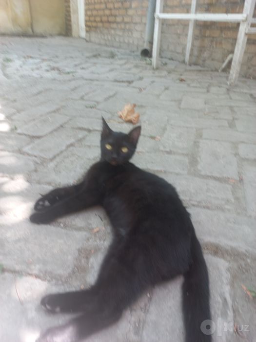 Mushuk tekinga beriladi