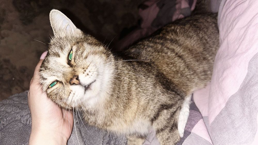 Кошка в добрые руки