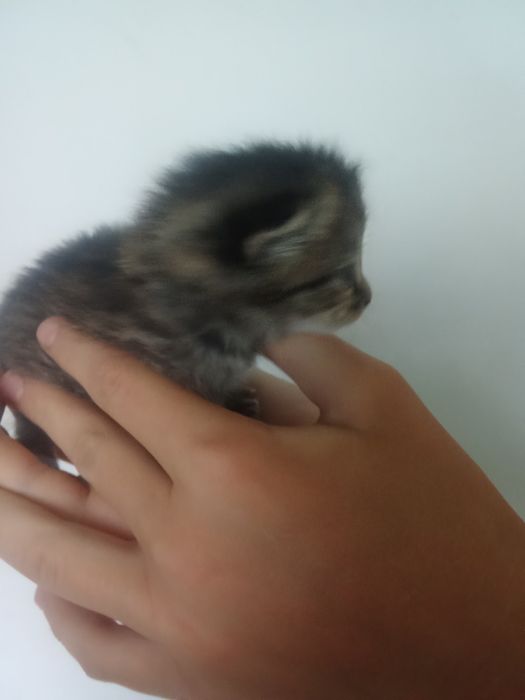 Отдам котеночка мальчик