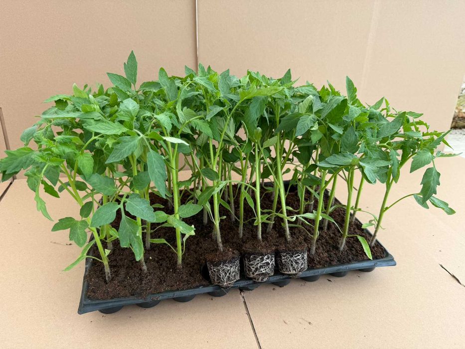 Răsaduri de legume profesionale - Livrare prin curier în toată țara