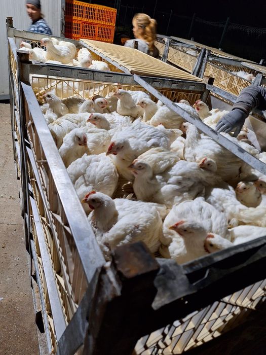 Pui rasă mixtă si pui albi de carne