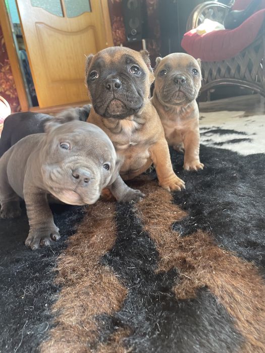 Американский булли