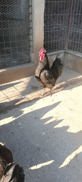 Vand un cocos australorp tanar.
