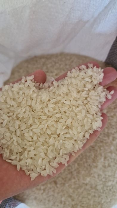 XORAZM guruchlari OPTOM