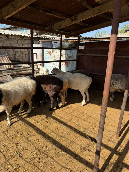 Продается бараны,қошкары,ягнята