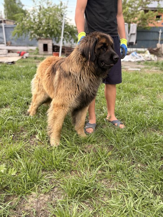 Леонбергер немецкая собака