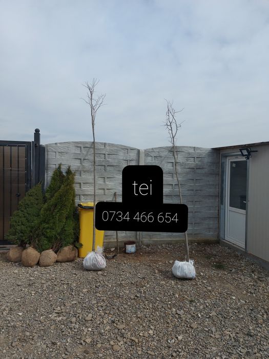 Copaci tei mesteacăn  fag salcâm