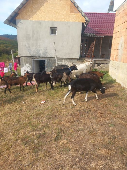 Vand capre 11 capre un țap si o iada