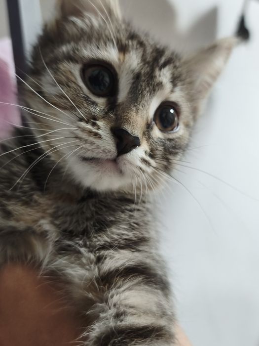 котенок девочка 3 месяца