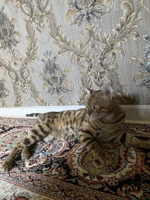 Bengal mushik yoshi 2 yosh