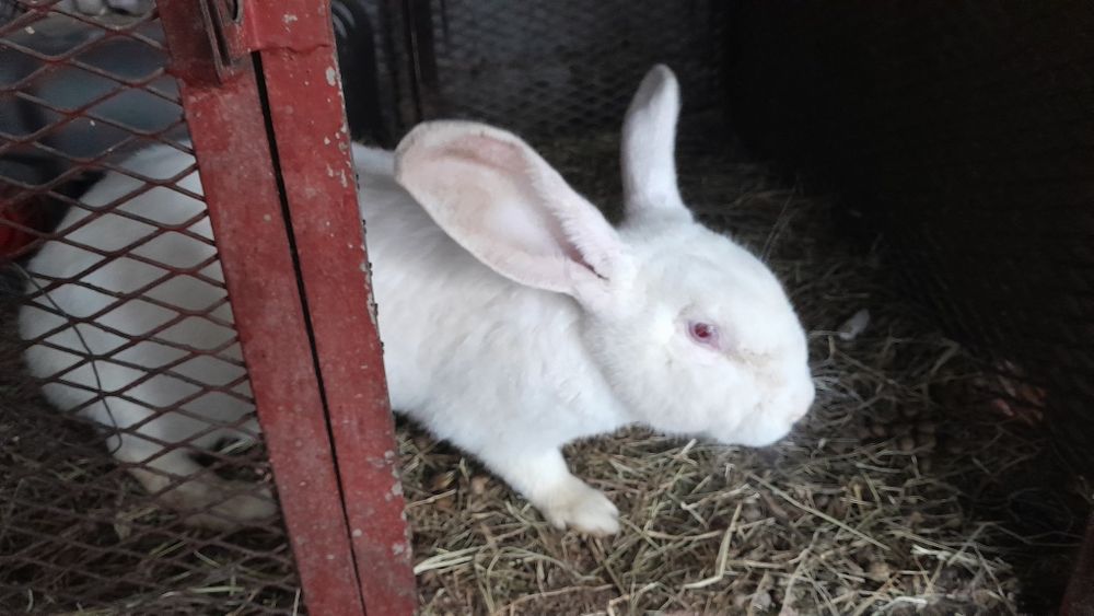 Продам кроликов 3 штуки