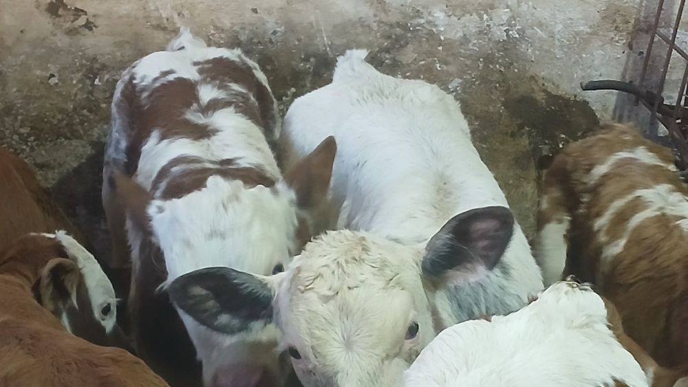 Vitei baltata si belgian