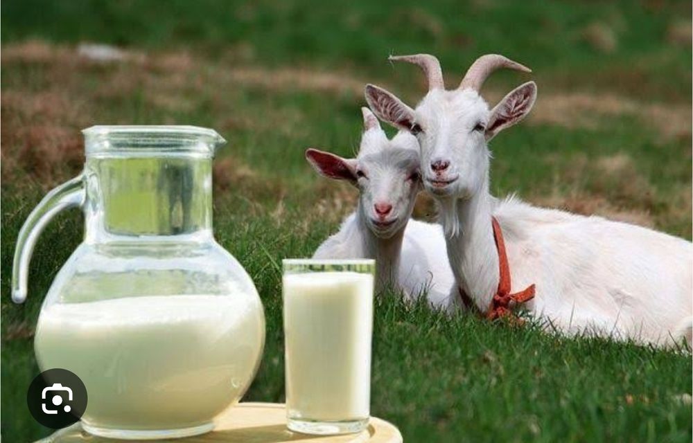 молоко козье Зинински