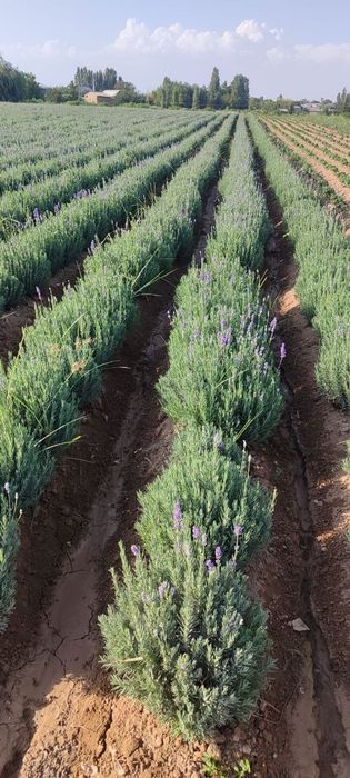 Lavanda 9-gektar bor 29500 soʻmdan ulgurchi narxlarda 24/7 aloqadamiz