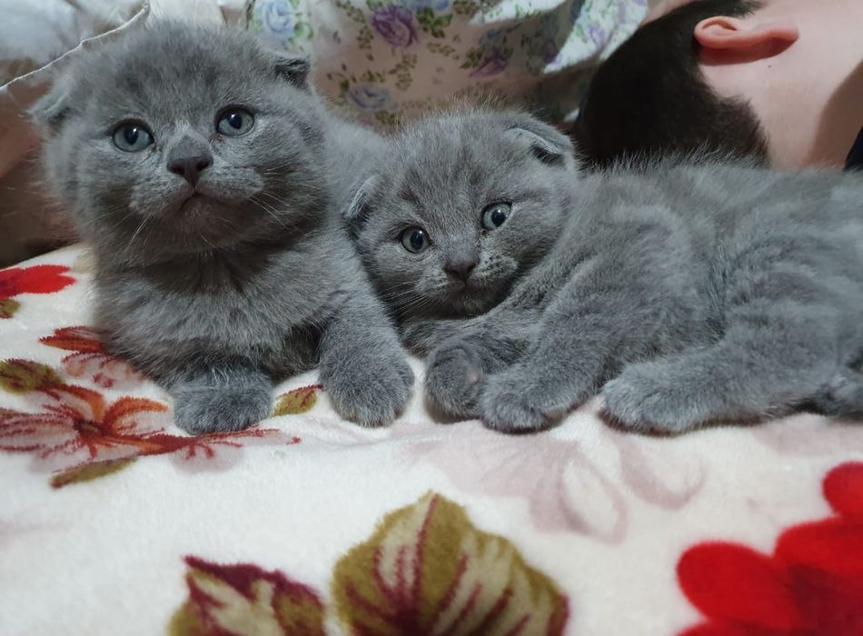 Вислоушки Нежные Плюшки.