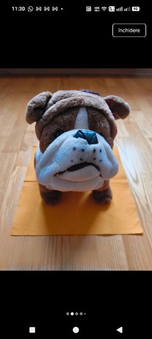 Caine din plus( buldog)