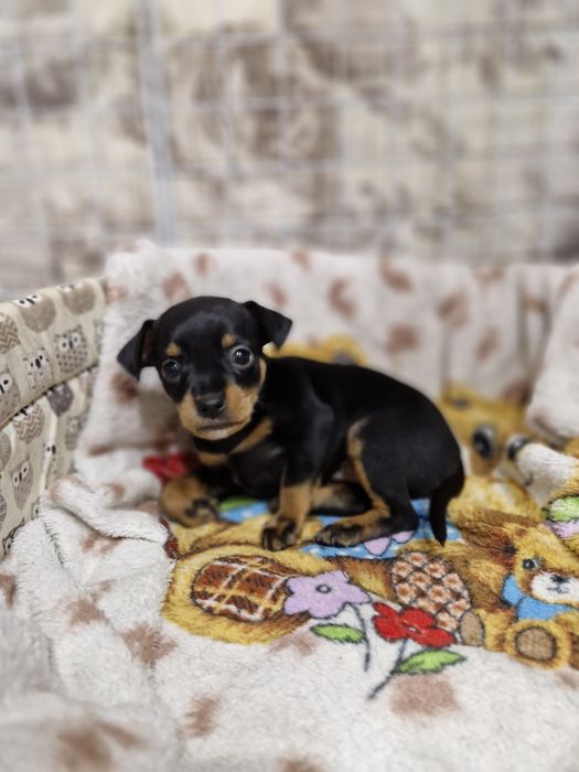 Продаю тойтельера  девочка