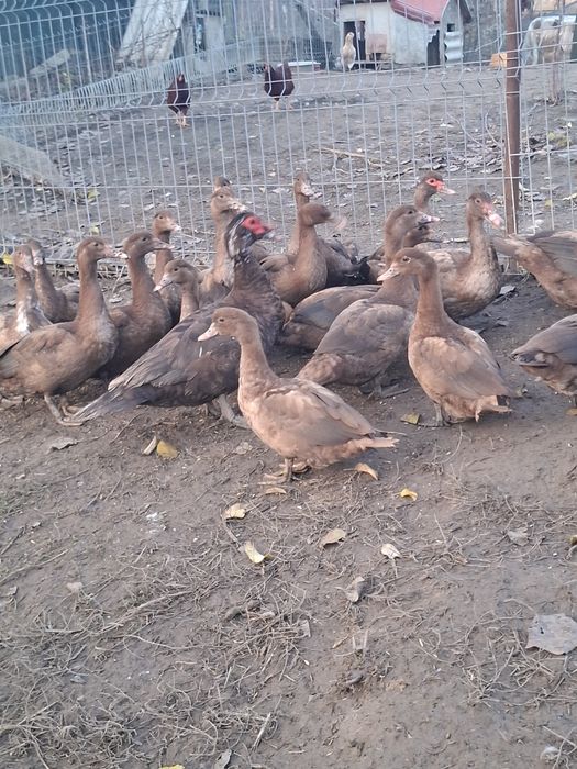 Rate mute, trimit în țară