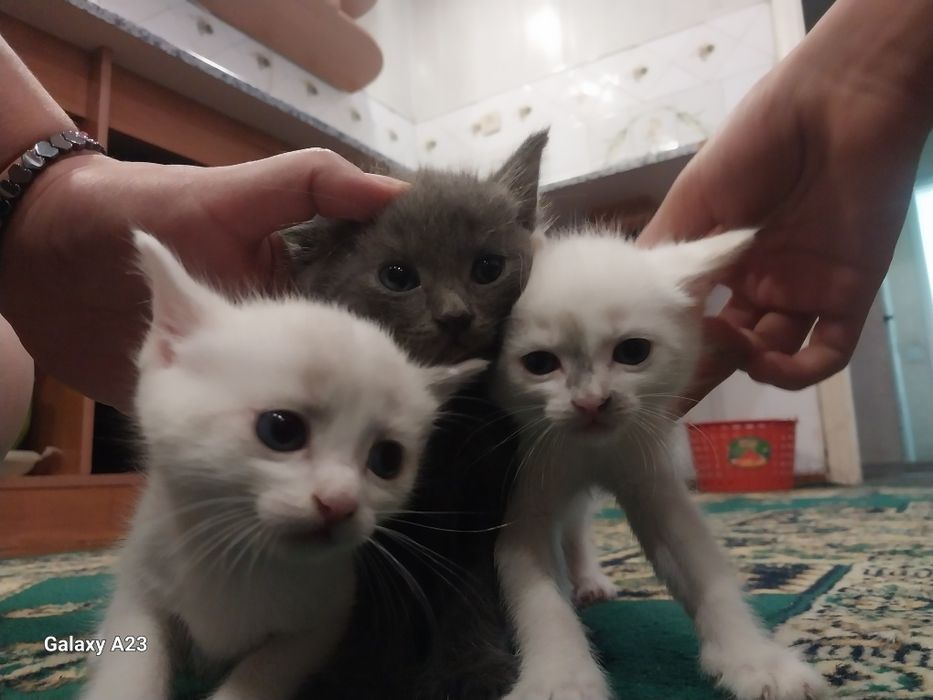 Отдам котят в добрые руки