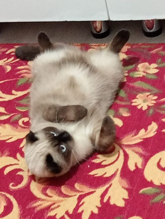 Продаю кошку от 50 до 70 тенге