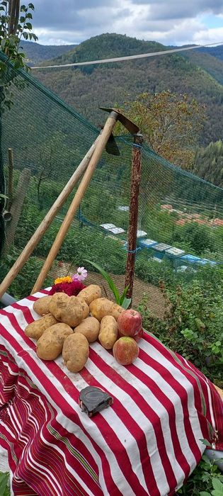 Едри картофи за пълнене!