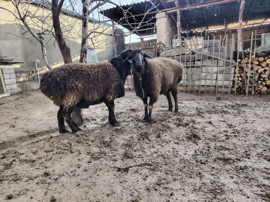 Qo'chqorlar, quchqorlar, qochqorlar sotiladi