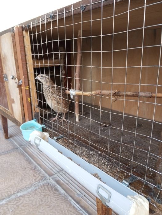 Продается домик для птиц