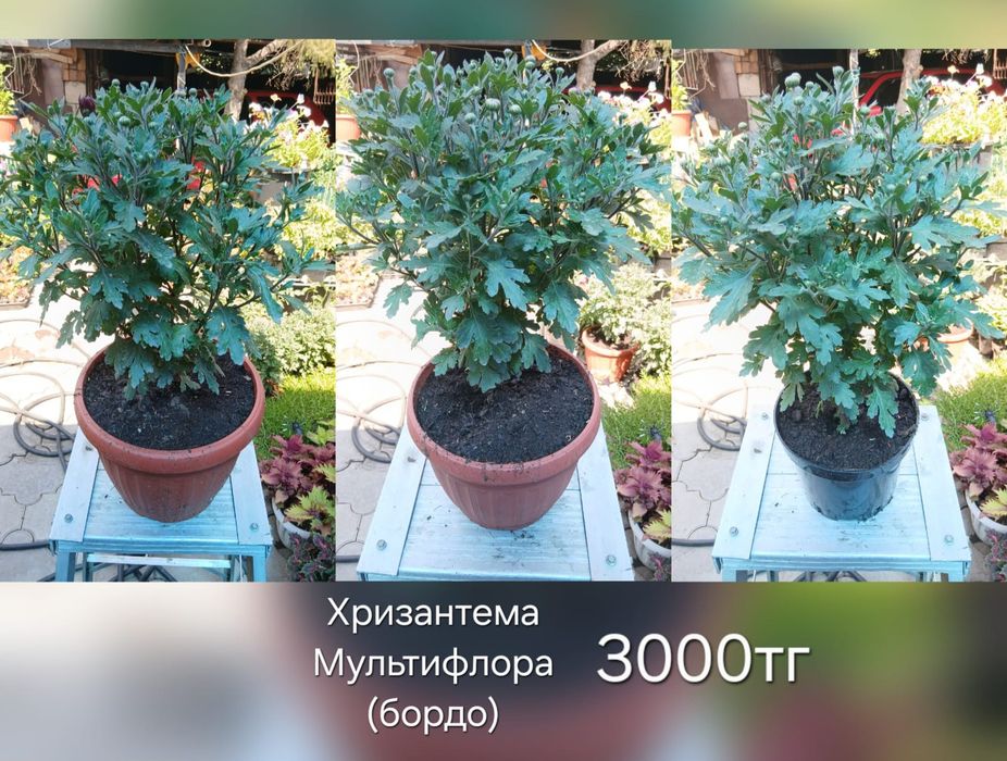 Хризантема мультифлора и корейская.