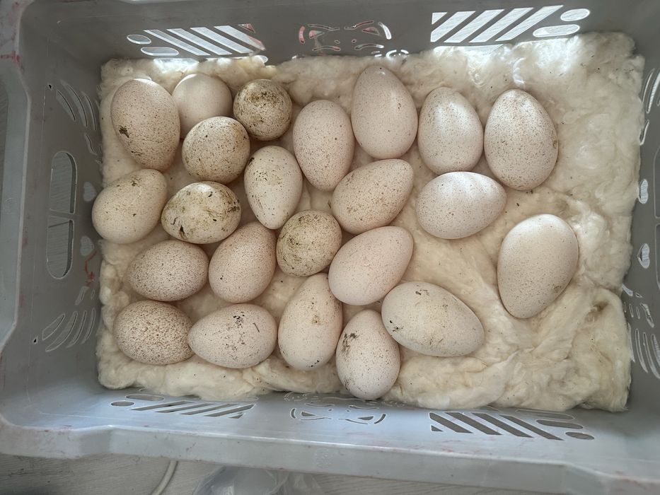 Индюшиный яйцооо