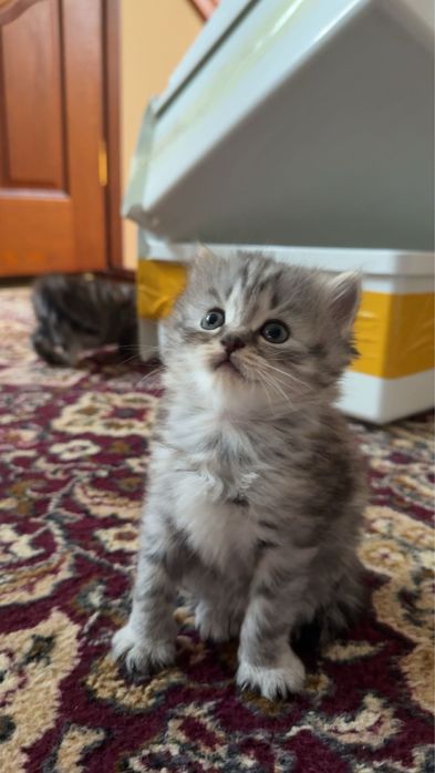 Продам шотландских вислоухих котят