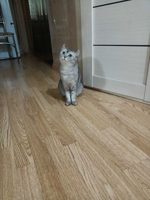 Передержка котов и кошек