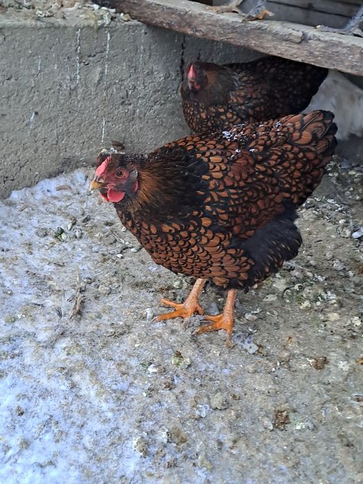 Vând familie de wyandotte roșu-negru