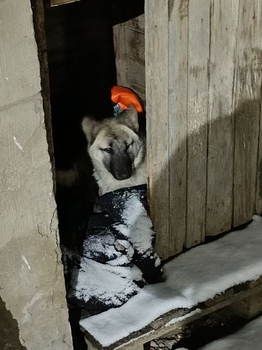 отдам щенка лайка