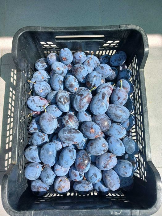 Prune Bistrita altoi