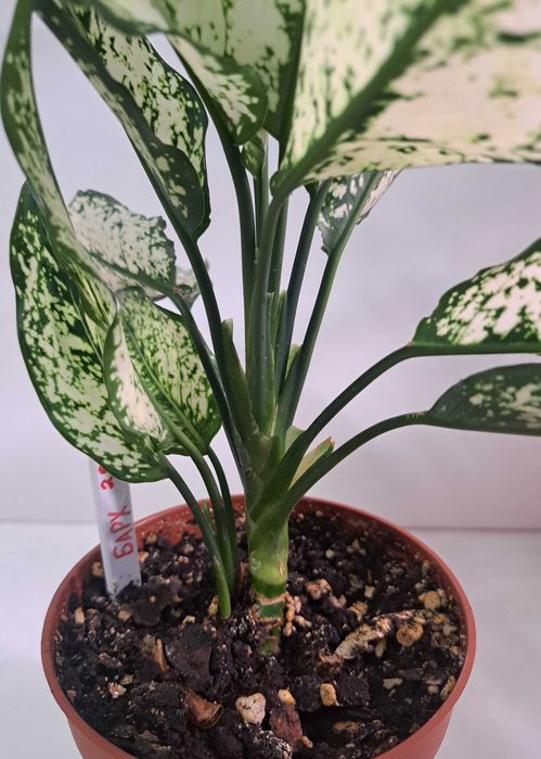 Аглаонема First Diamond.