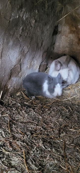 Iepuri cap se leu pitic