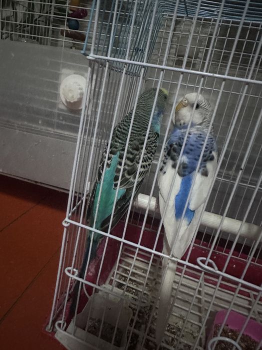 Папугай парные 2