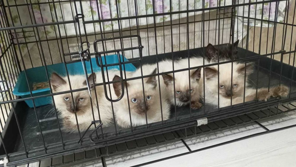 Ищем любящих хозяев котятам