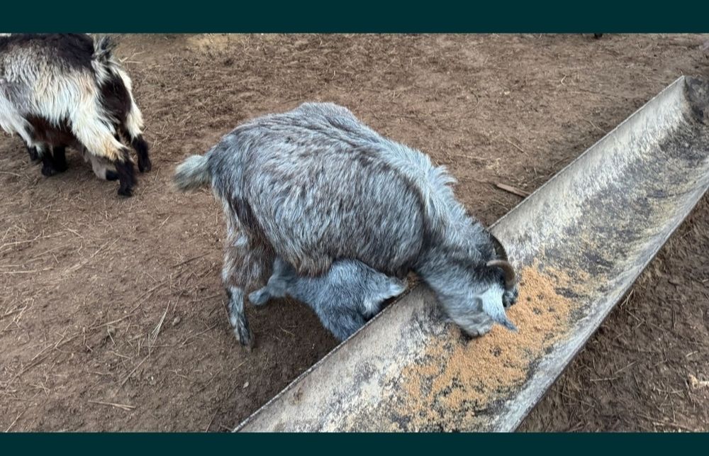Ешкілер сатылады, буаз егіз лақ туатын