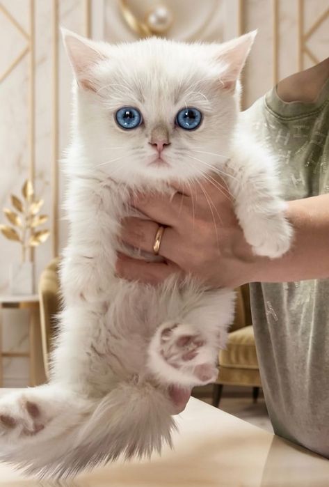 Котенок Манчкин с Родословной.