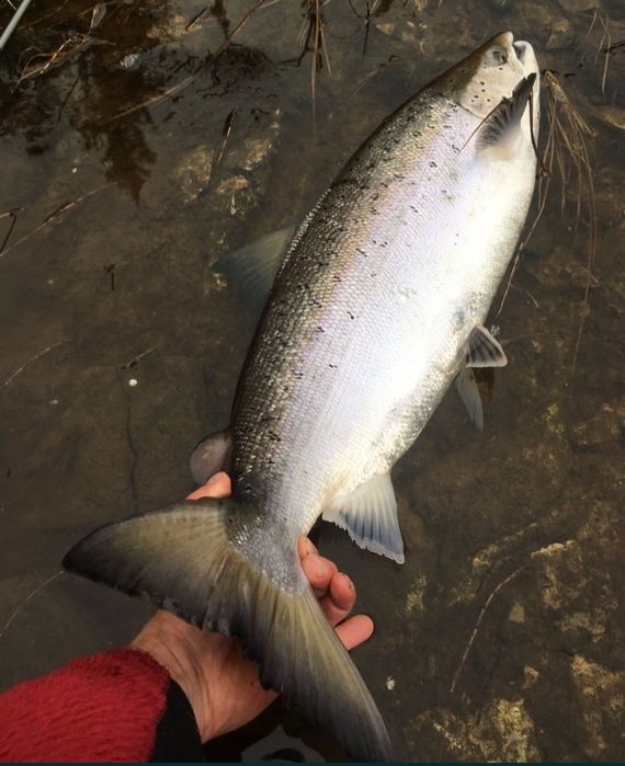 Сахалинский лосось ( сёмга)
