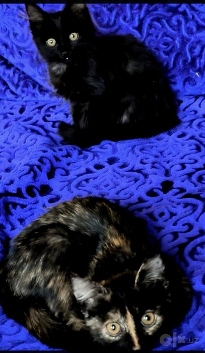 Кошки, коты, котята
