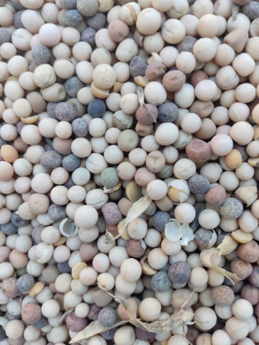 Orez  verde  și alb