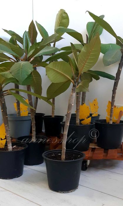 Planta Plumeria Frangipani Rubra