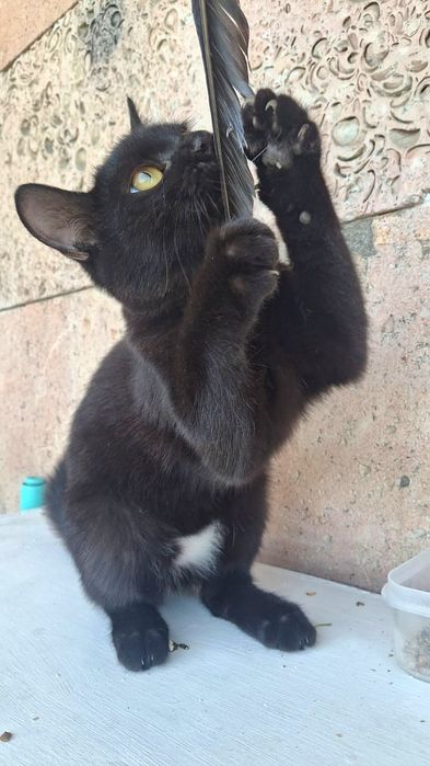 Котёнок девочка срочно отдаётся в добрые руки!