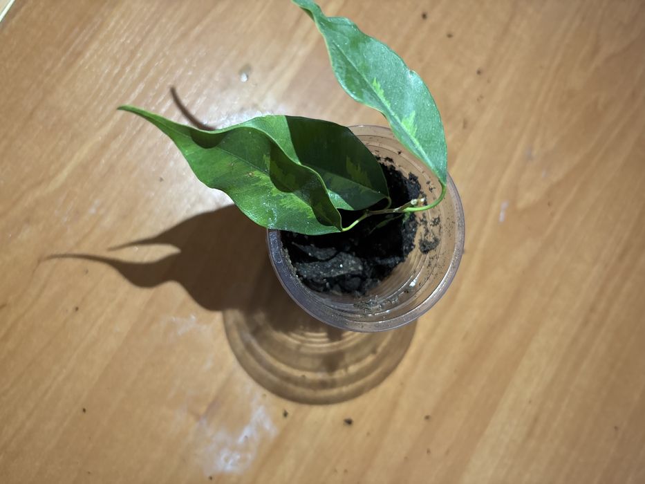 Фикус  бенджамина