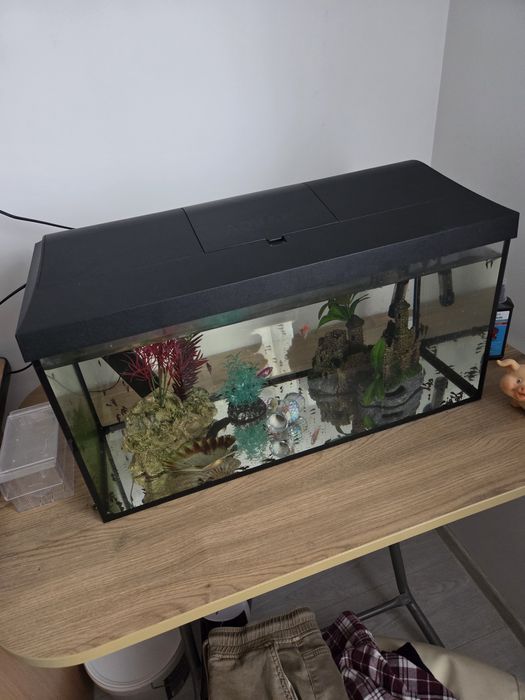 Vând acvariu 60 L cu accesorii si pești