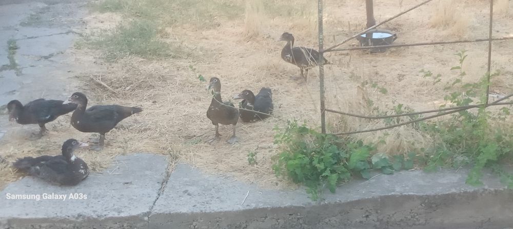 Продам гусьи хорошие. Оппетит очень хоро